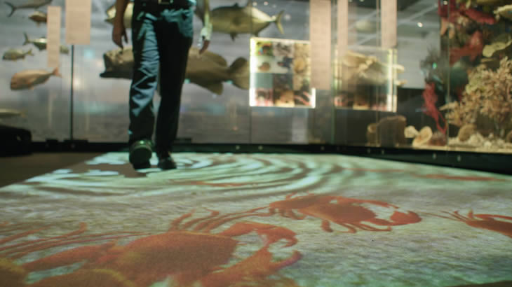 Queensland Museum - crabs on the floor with a water effect